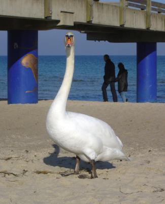 was will die denn.jpg